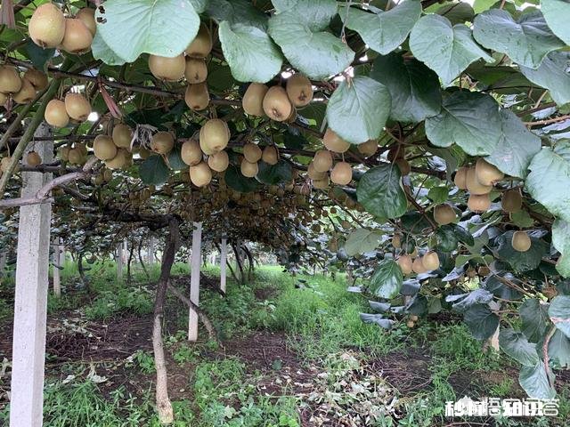 八月份果园管理应注意哪些问题