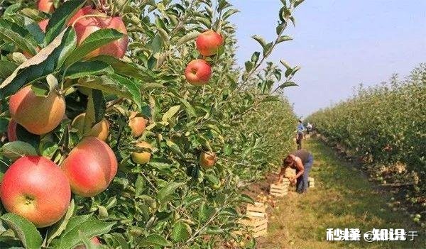 八月份果园管理应注意哪些问题