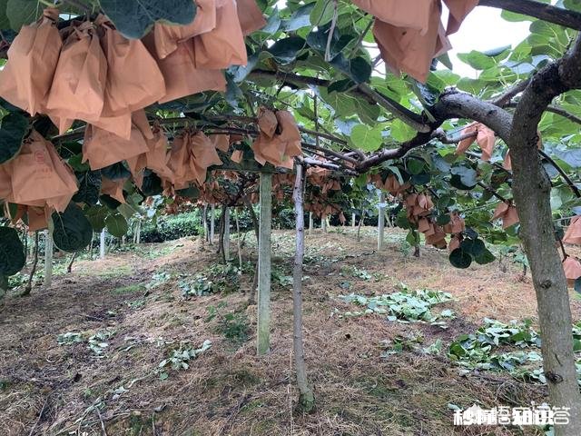 八月份果园管理应注意哪些问题