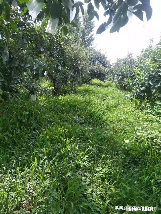 八月份果园管理应注意哪些问题