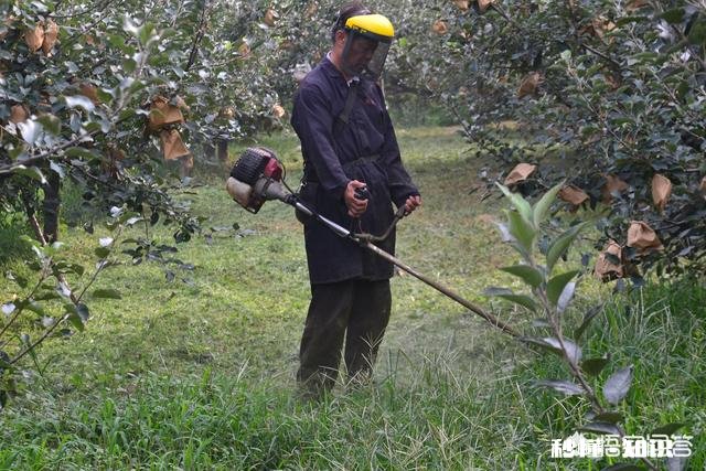 八月份果园管理应注意哪些问题