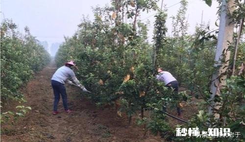 八月份果园管理应注意哪些问题