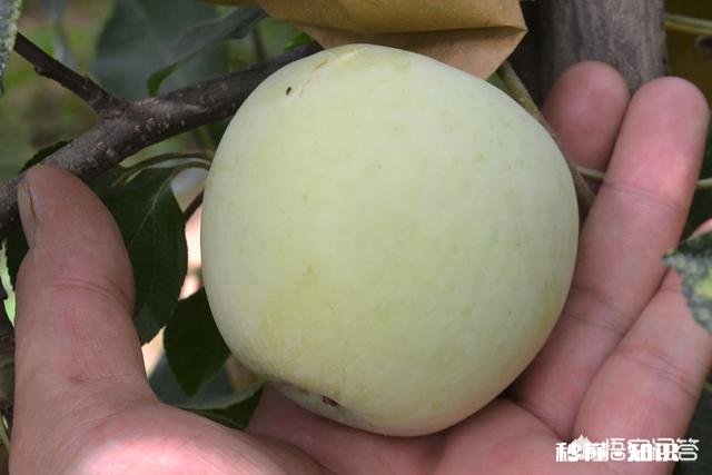 八月份果园管理应注意哪些问题