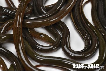 请问黄鳝怎么做好吃