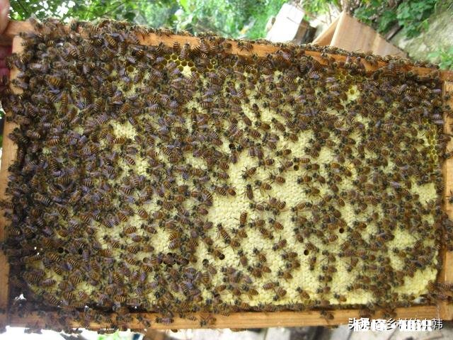 蜂多脾多怎样找蜂王