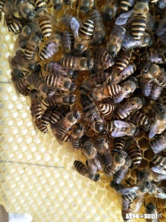 蜂多脾多怎样找蜂王