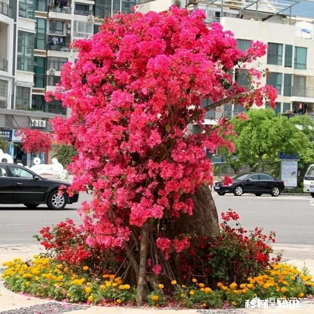 种植的三角梅叶子有点发白，而且花量很少，是怎么回事