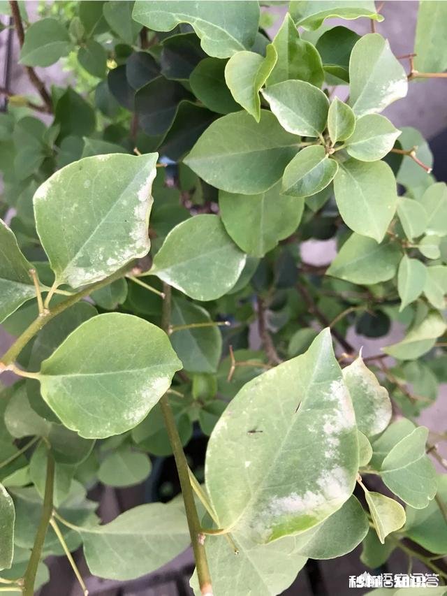 种植的三角梅叶子有点发白，而且花量很少，是怎么回事