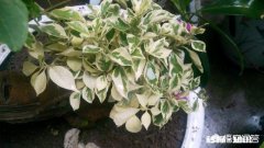 种植的三角梅叶子有点发白，而且花量很少，是怎么回事