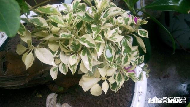 种植的三角梅叶子有点发白，而且花量很少，是怎么回事