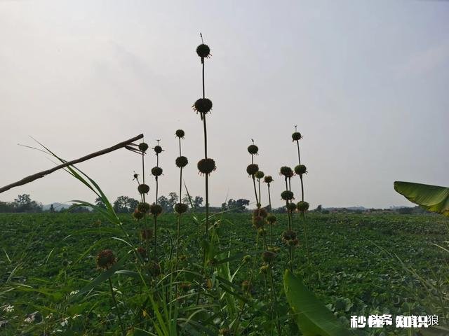 做头条自媒体有些日子了，粉丝就是寥寥无几呀，怎么样增粉，突破下我第十个粉丝