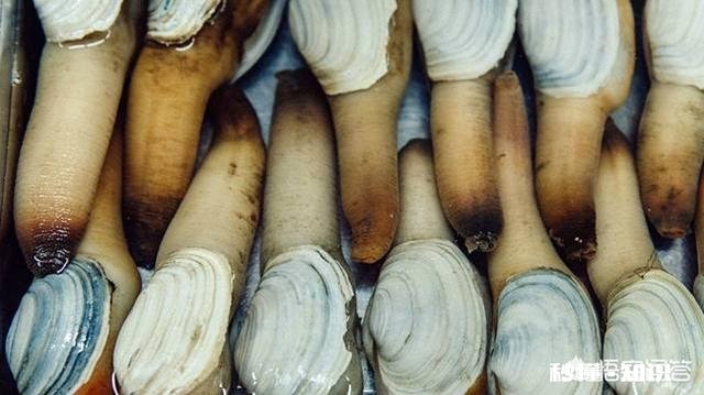 你有哪道菜吃起来会落泪的为什么