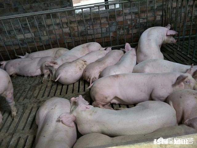 仔猪猪，背耳红怎么了