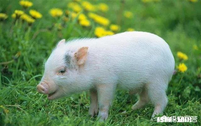仔猪猪，背耳红怎么了