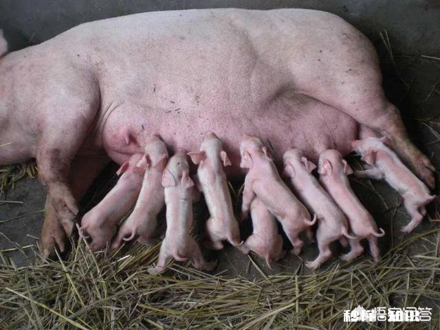 仔猪猪，背耳红怎么了