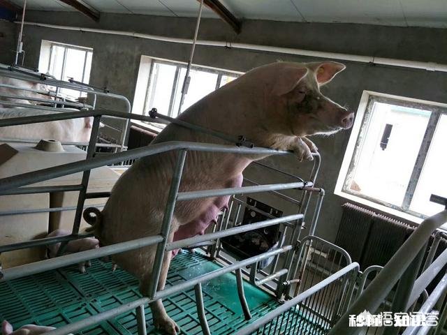 仔猪猪，背耳红怎么了