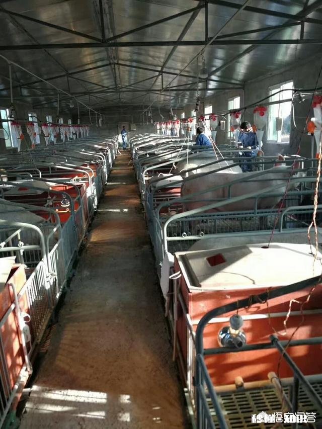 仔猪猪，背耳红怎么了