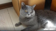 为什么猫会抓老鼠而狗却不能