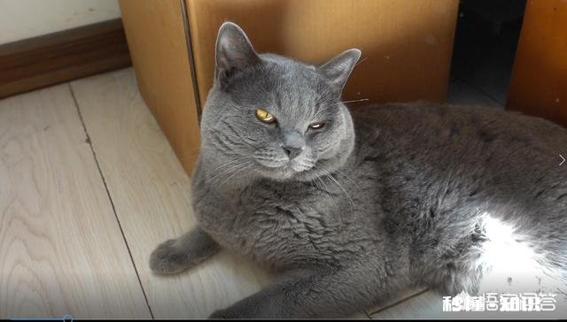 为什么猫会抓老鼠而狗却不能