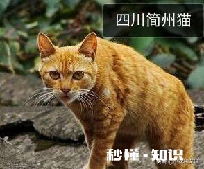 为什么猫会抓老鼠而狗却不能