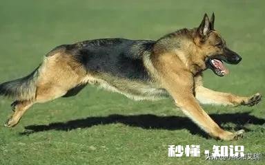 为什么猫会抓老鼠而狗却不能