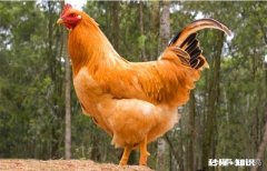 煮鸡怎么煮颜色才好看