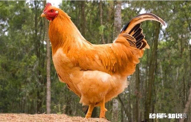 煮鸡怎么煮颜色才好看