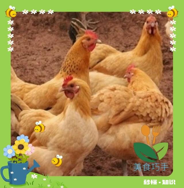 煮鸡怎么煮颜色才好看