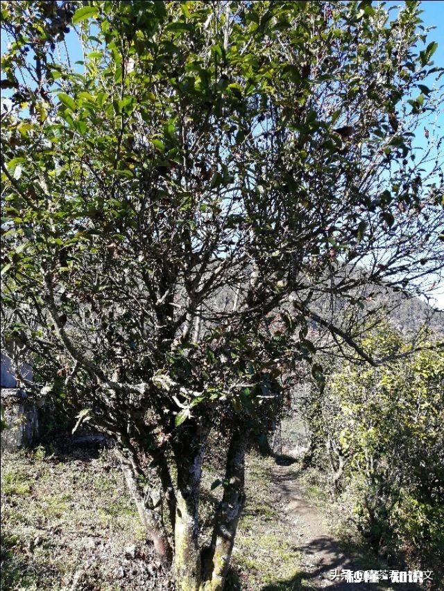 开茶叶店半年了，生意一般般，怎样做活动比较好吸引人流量