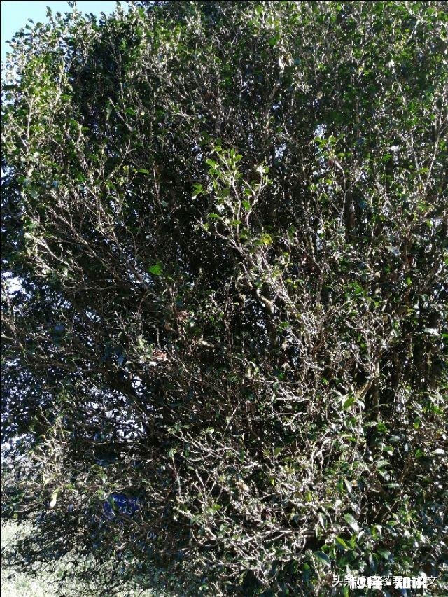 开茶叶店半年了，生意一般般，怎样做活动比较好吸引人流量