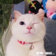 她 如果你的儿女刚满十八岁，你会允许他谈恋爱吗