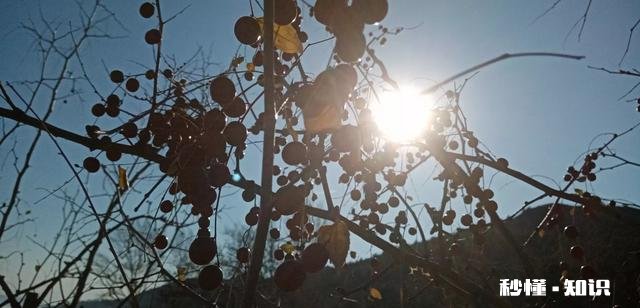 民间谚语:“猴年马月”，是多长时间你怎么理解