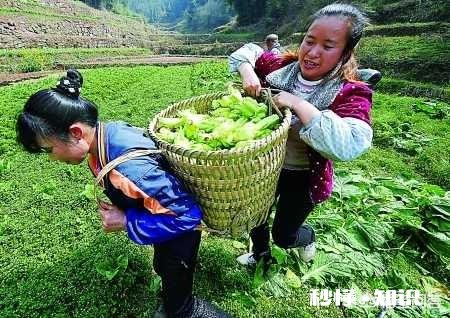 有人说规模化种植农业有钱赚，为什么有的人不采取这种方式呢