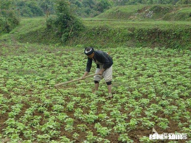 有人说规模化种植农业有钱赚，为什么有的人不采取这种方式呢