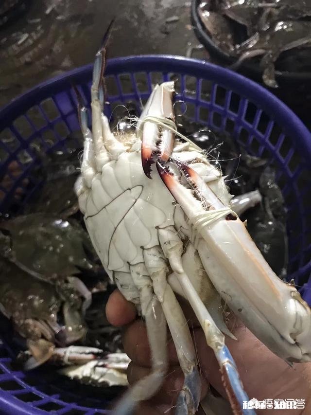 伏季休渔开始，南宁海鲜开启涨价模式，野生虾蟹普涨约3成，你怎么看