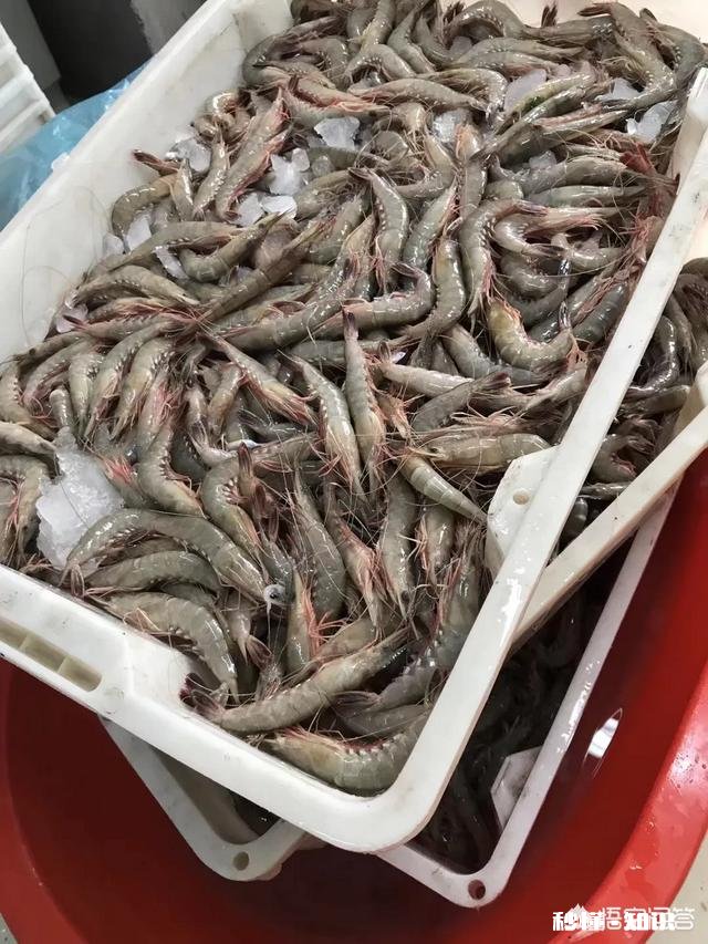 伏季休渔开始，南宁海鲜开启涨价模式，野生虾蟹普涨约3成，你怎么看