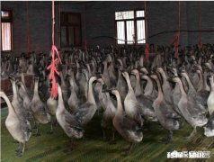 在农村养鹅，你怎么养才赚钱呢