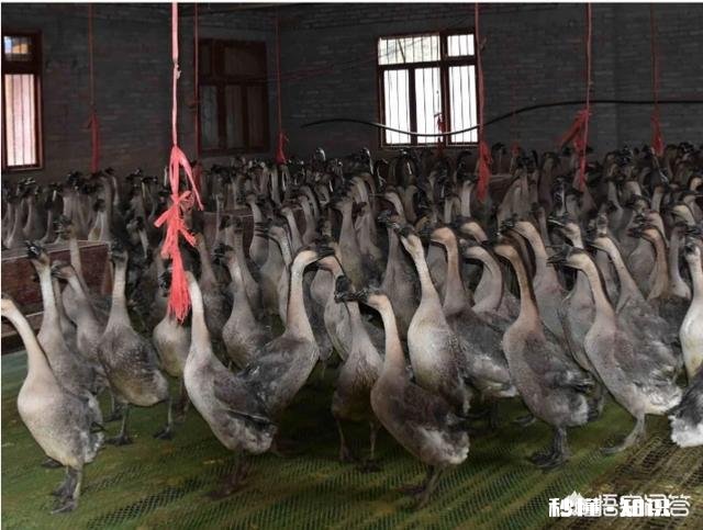 在农村养鹅，你怎么养才赚钱呢