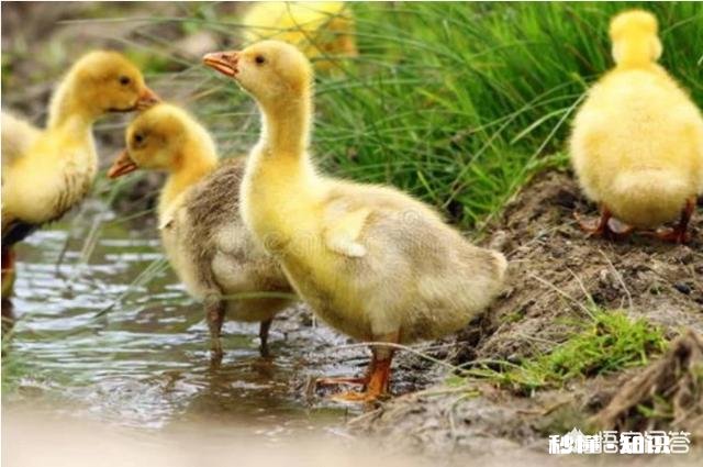 在农村养鹅，你怎么养才赚钱呢