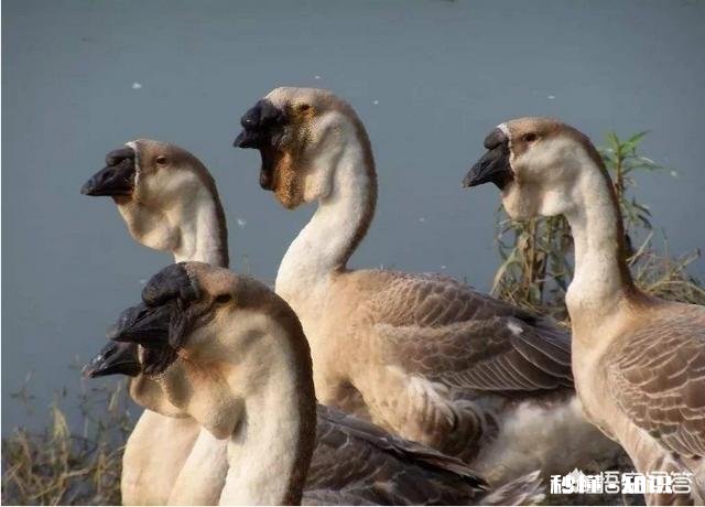 在农村养鹅，你怎么养才赚钱呢