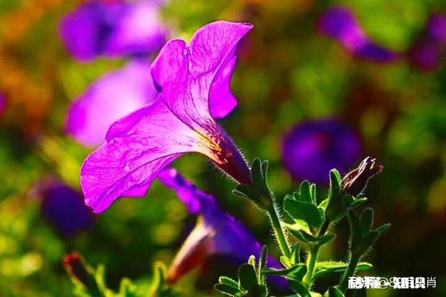 对于没有捐款的个人和企业，公布公开人家的信息，名字，是不是违法侵权行为