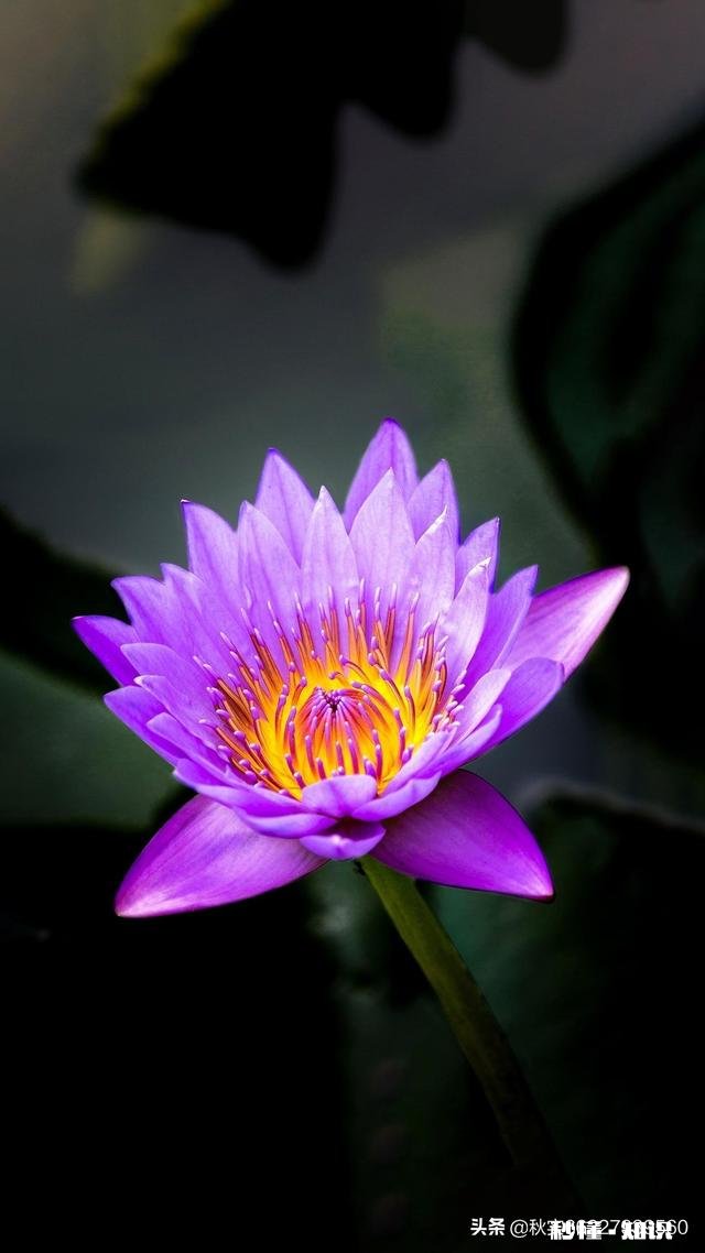 过年见女方家人,带什么礼物,有点内向,怎么交流呀