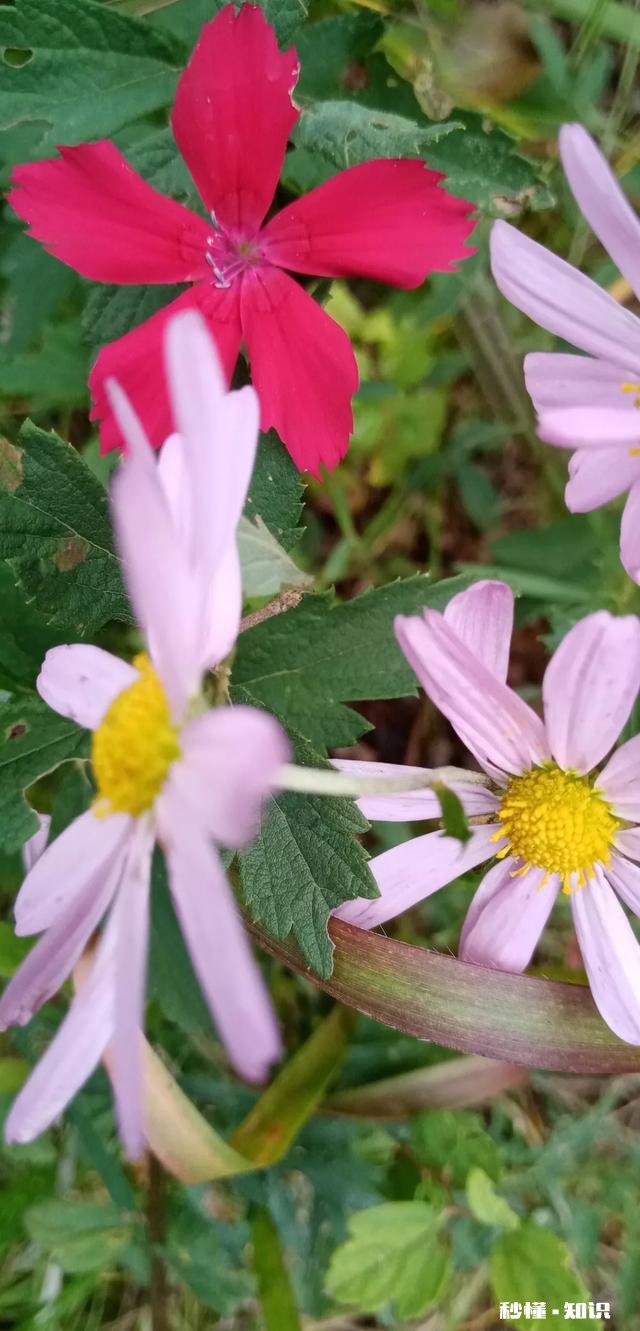 《口才三绝》含义是什么