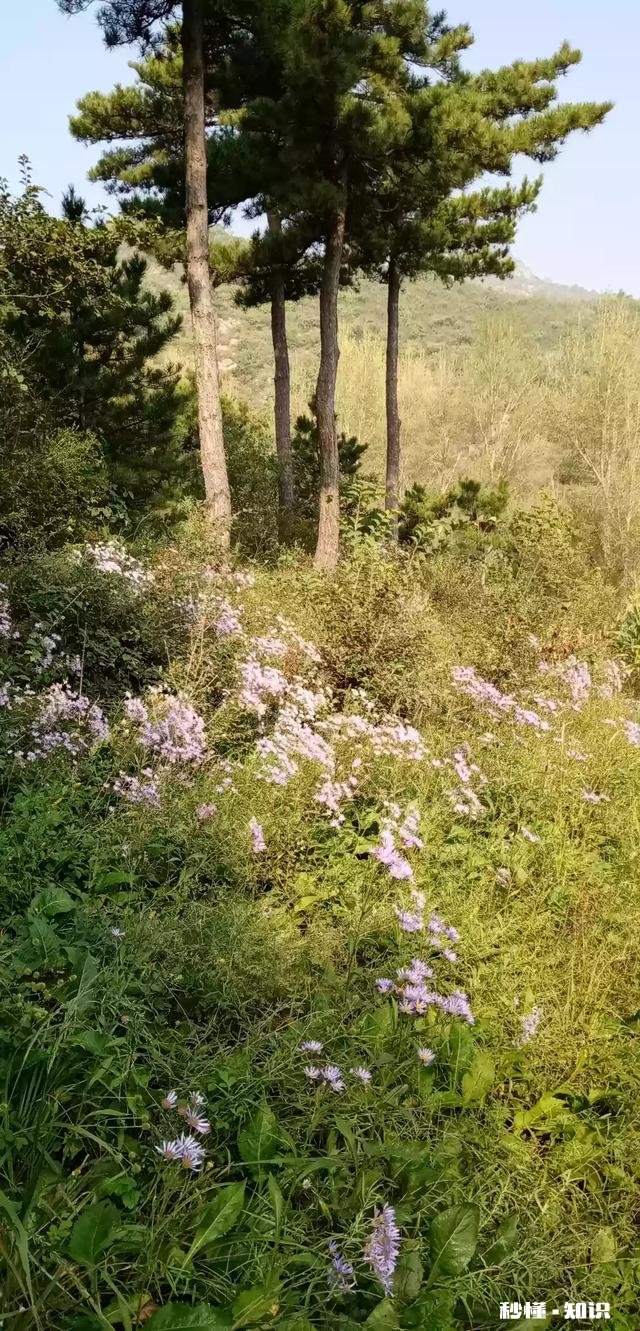 《口才三绝》含义是什么