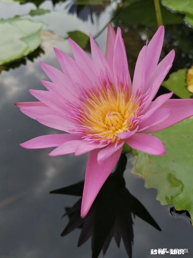 荷花怎么画简单又漂亮