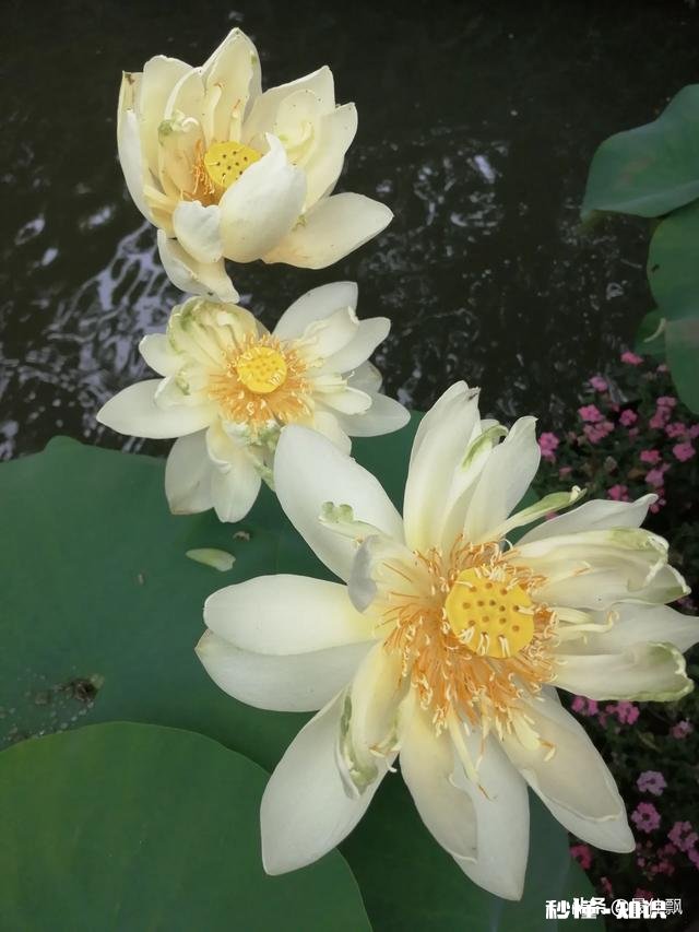 荷花怎么画简单又漂亮