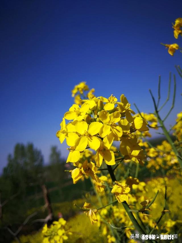 如何拍油菜花