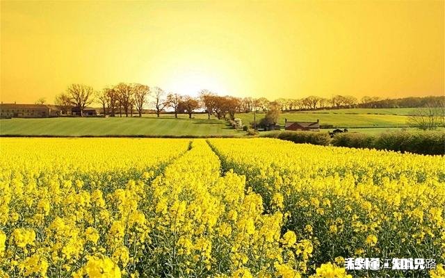 如何拍油菜花