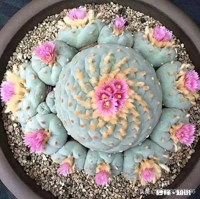 怎样和陌生女性打招呼，回复率才高