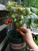 土豆发芽怎么办只能扔掉吗